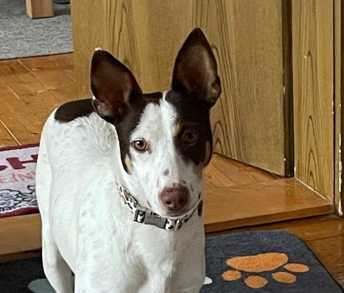 LUCY-wartet in 76756 Bellheim-sanfte Seele mit großem Herzen sucht liebeolles Für-immer-Zuhause