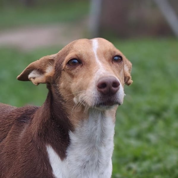 NAYA-braucht dringend wieder eine liebevolle, aktive Familie. Sie ist