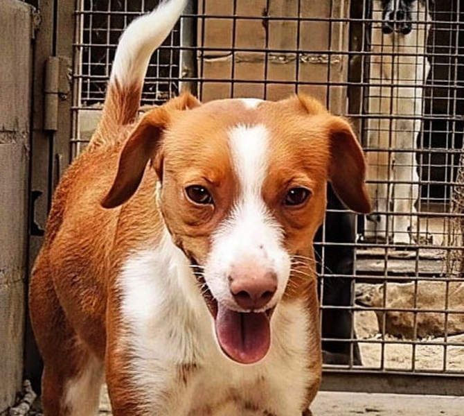 FINTIS- freundliches, bewegungsfreudiges, etwas schüchternes Mädchen sucht ihr liebevolles Zuhause