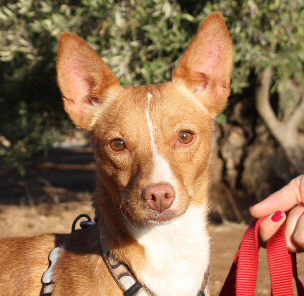 ARIEL-wunderschöne kleine Traumpodenca, sucht ihr liebevolle Zuhause