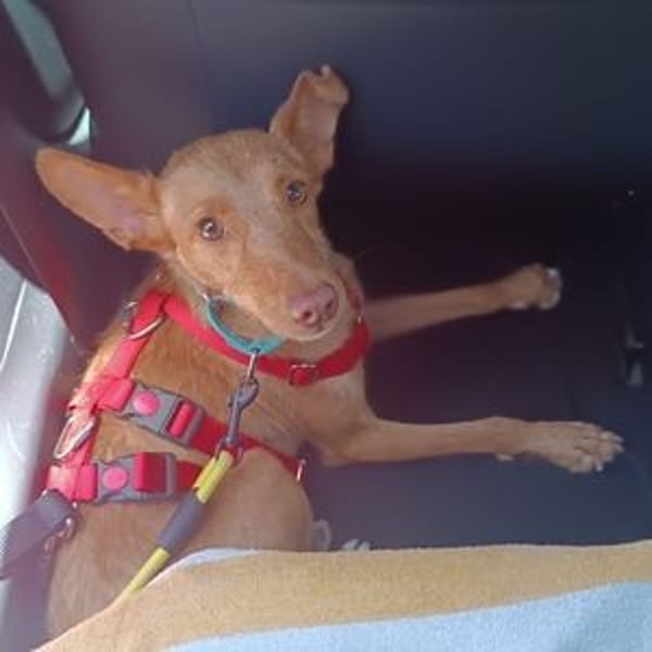 Nemo (Spanien) - zauberhafter kleiner Bub sucht seine Menschen