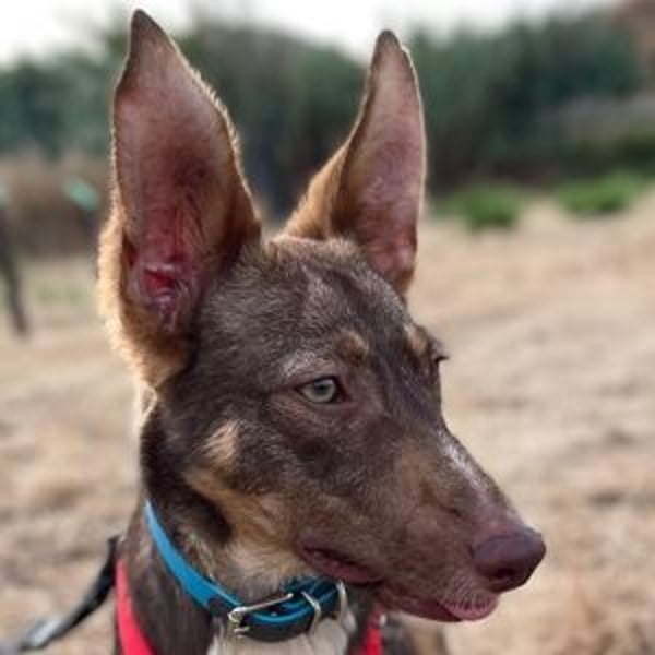 Elven (Spanien) – ein wunderschöner Podenco-Kelpie-Mischling mit markanten Augen