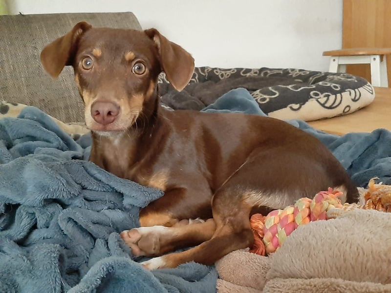 Pino, braucht einen Hundekumpel