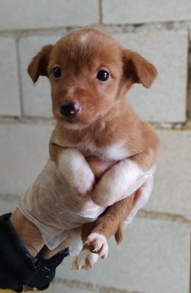 Bianca, verspielt und menschenbezogen