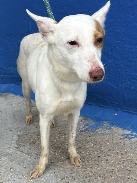 Luni – Ein zartes Podencoherz sucht endlich Sicherheit und Liebe