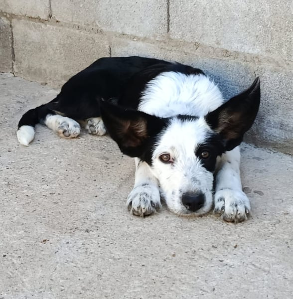 Podenco-Mix-Junghündin Chispa möchte in neues Leben starten