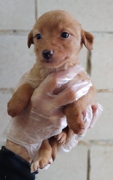 Ada, ein süßes Welpenmädchen