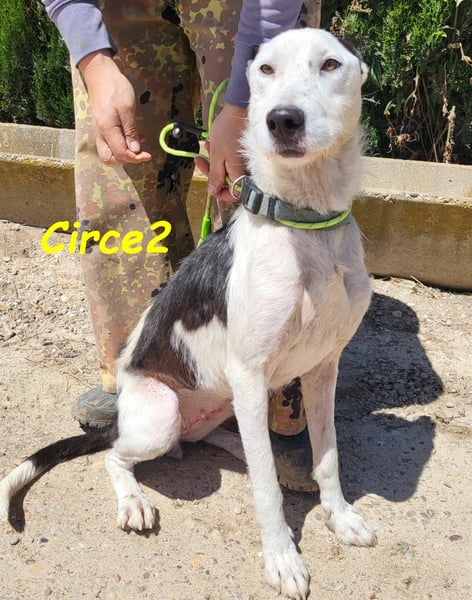 Circe2 geb. 06/2022 (in Deutschland) - verspielte Podenco Bodeguero Mix Hündin!