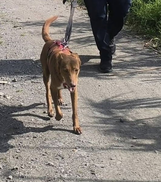 SIMON möchte bei seinem Menschen einziehen