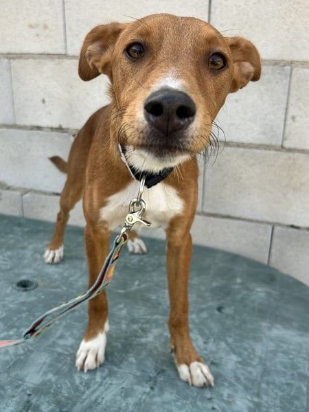 Lince, anhänglich und verspielt