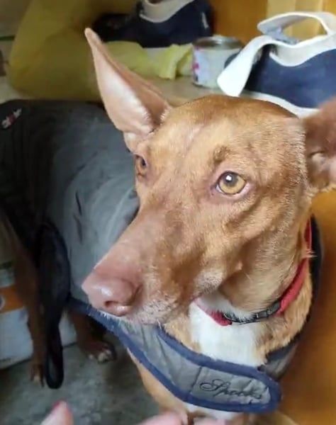 Ween, freundliche zarte Podi Hündin