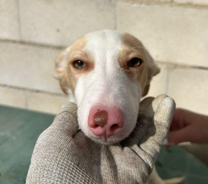 Matias, ein kleiner freundlicher Podi Bube