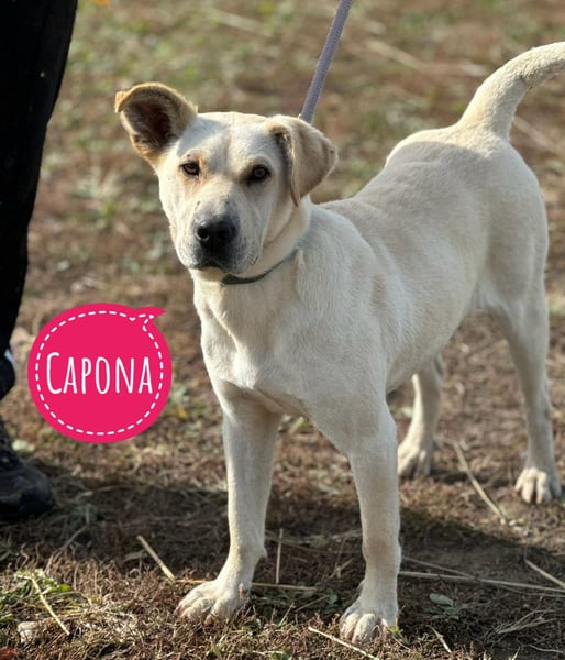 Capona eine wundervolle Hündin