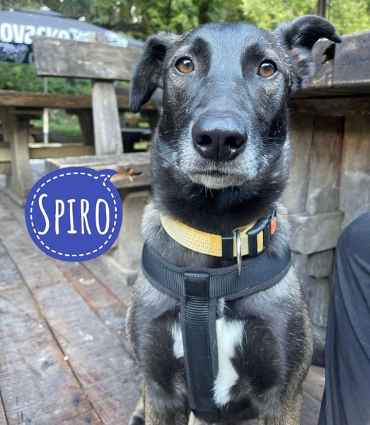 Spiro ein Gute Laune Bringer