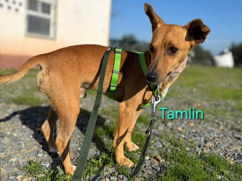 Tamlin geb. 07/2020 (ESP) - sehr liebevoller, edler und sanfter, kleiner Podenco!