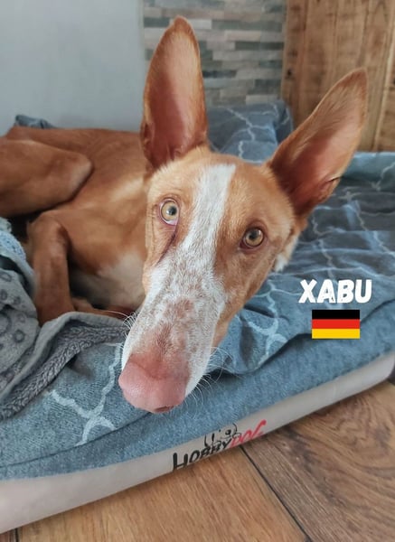 Xabu,geb.08/23,lieber Podenco Rüde sucht seine Familie,bereits auf PS