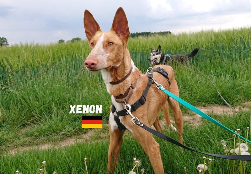Xenon,geb.08/23,lieber Podencorüde sucht seine Familie