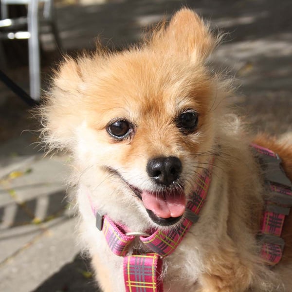 MOCCA-freundliche, verschmuste, fröhliche Maus sucht sehnsüchtig ihre liebevolle "für-immer-Familie"