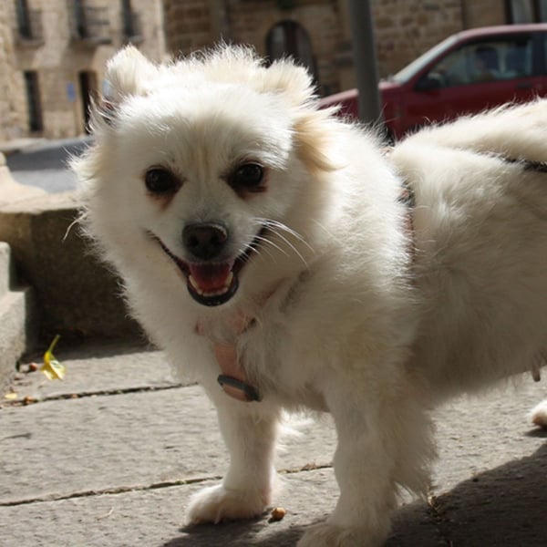 Liebevolle NIBA-steckt mit ihrer guten Laune alle an. Was fehlt? Ihr liebevolles "Für-immer-Zuhause"