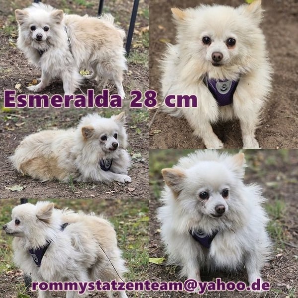 Esmeralda sucht ein geduldiges Zuhause
