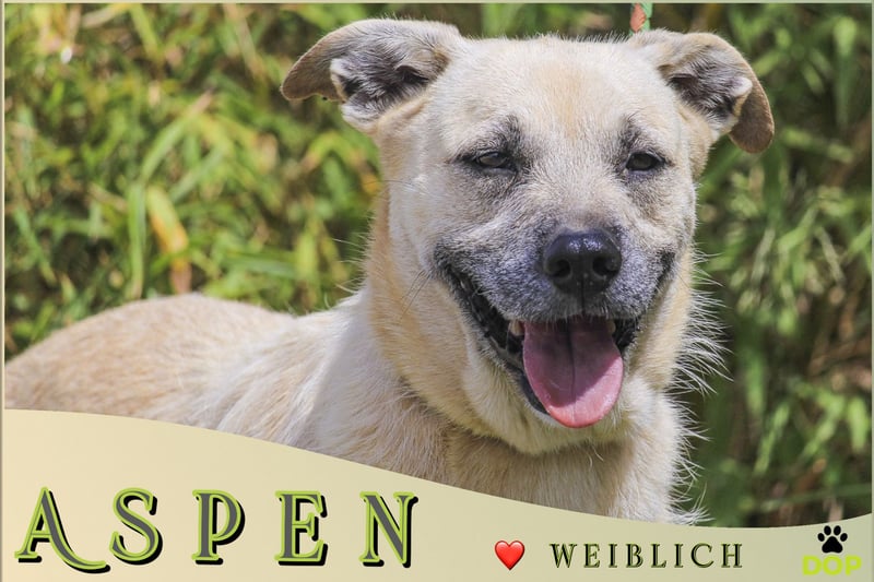 ASPEN ❤️  eine perfekte Hündin ❤️ für überall hin !!