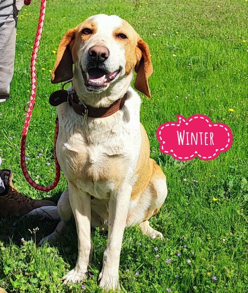 Winter eine wundervolle Seelenhündin