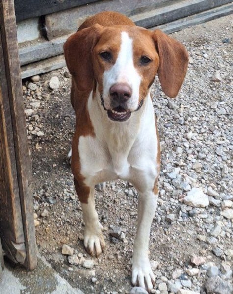 ♥Rosie♥ liebevolle, aktive Bracken-Lady