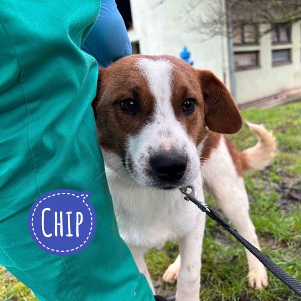 Chip ein trauriger kleiner Schatz