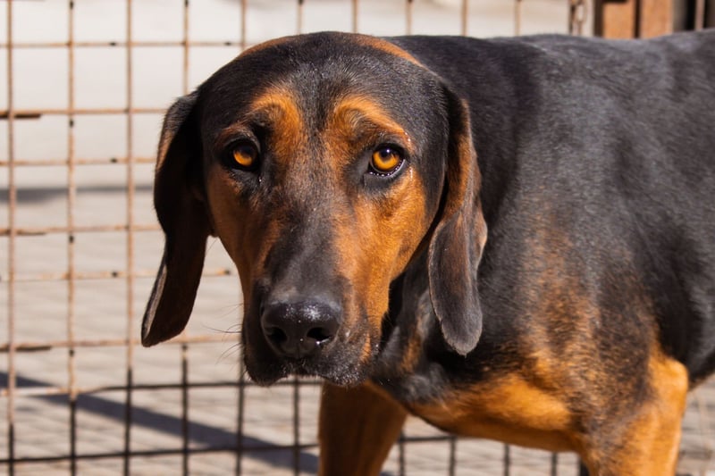 Levi ❤️ lieber, schüchterner Bub sucht sein Zuhause