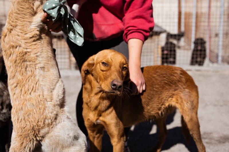 Zuckerbub ♥Veit♥ aktiver Schmuse-Schatz