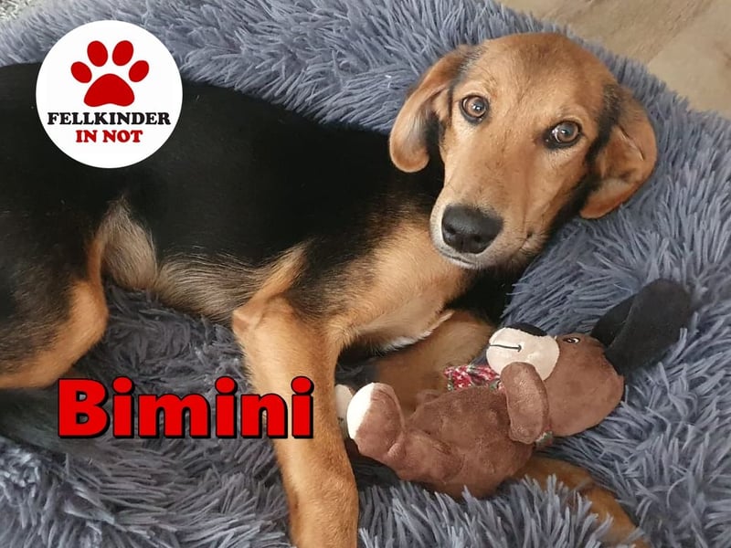 kleiner Bracken Mischlings-Rüde Bimini sucht seine Familie