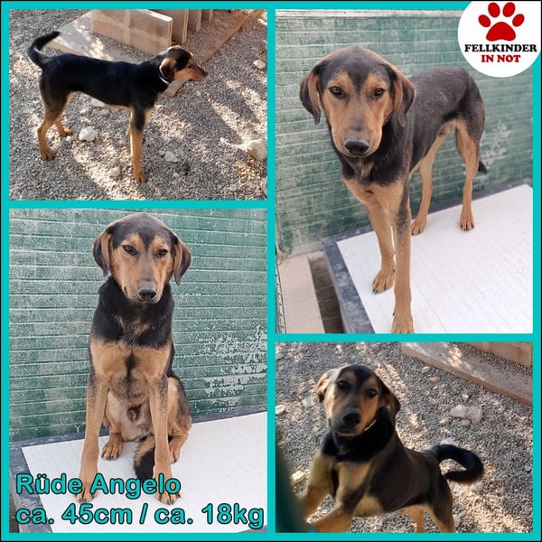 freundlicher junger Bracke Mischlings-Rüde Angelo sucht seine Menschen