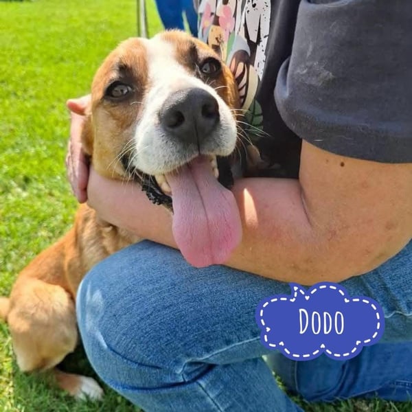 Dodo - Anfänger geeignet