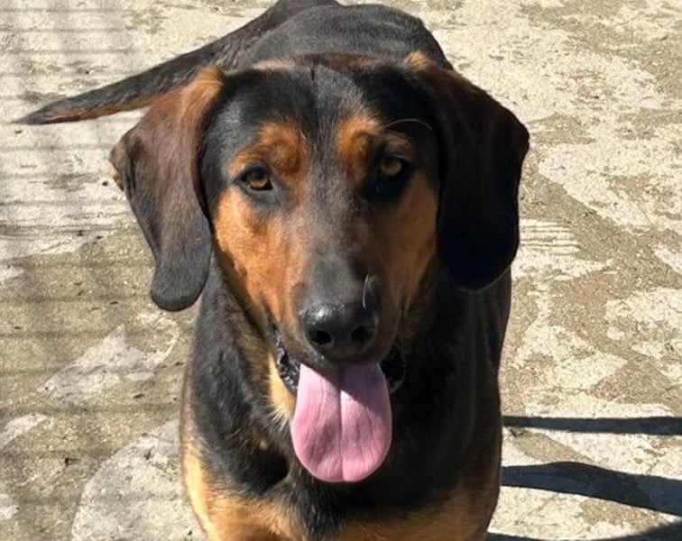 Levi ❤️ Bracke-Mix, verspielt+ aufgeschlossen