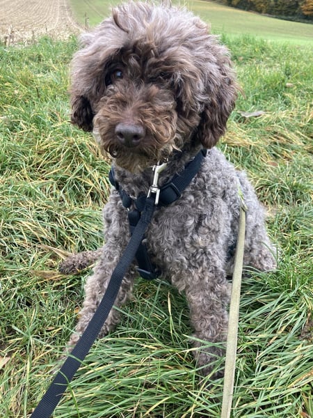 Napsugar, katzenfreundliche Pudeldame geb. 2020