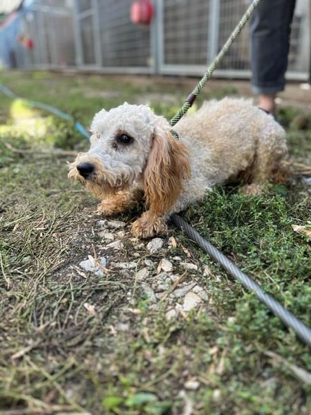 Pipa PP – kleiner Pudelmann wünscht sich eine Familie