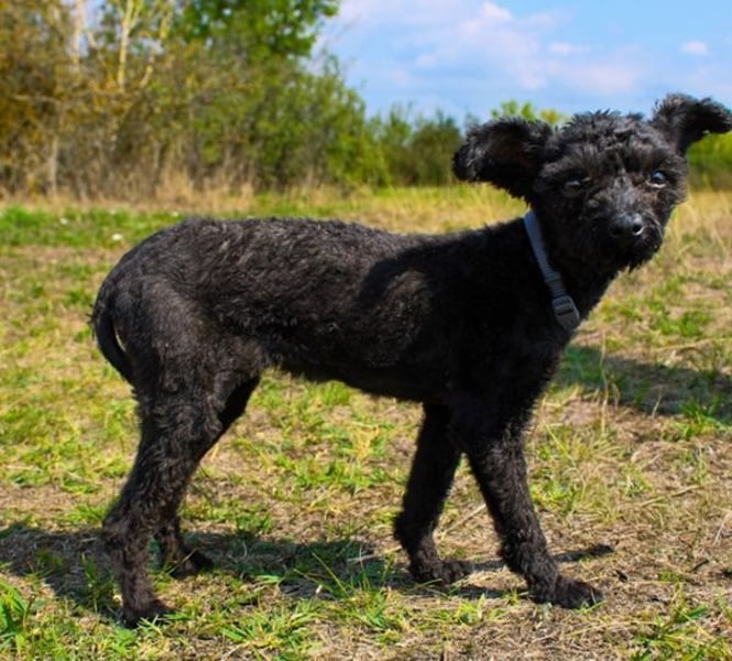 Rina, Pudel Pumi/ Puli Mix, geb, 2024, aktive, quirlige Junghündin