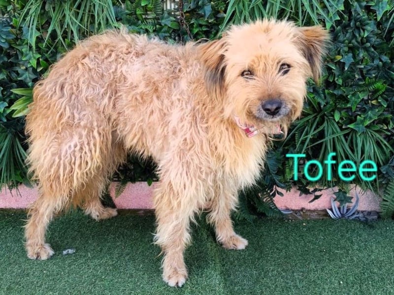 Tofee geb. 01/2023 (ESP) - sympathischer und liebevoller Pudel-Mix!