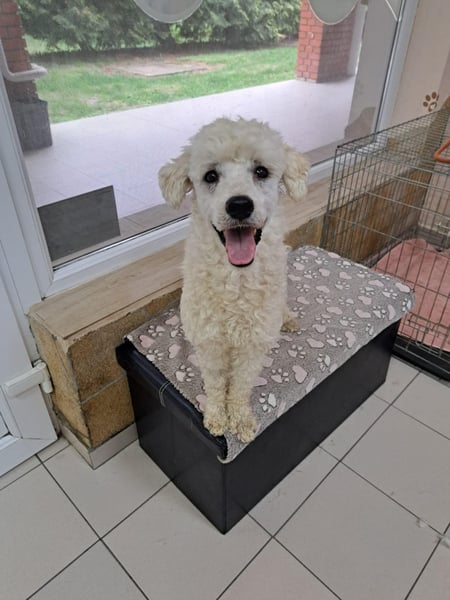 Converse, lieber Pudeljunge geb. 2023