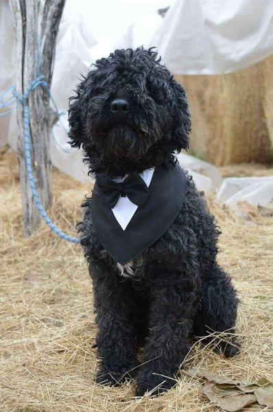 Mázli von kettenlos