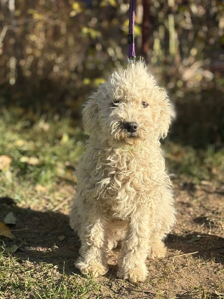 Só - Hündin will einen warmen Winter haben!