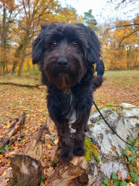 Rogella ist eine richtige Frohnatur (12621 Berlin)