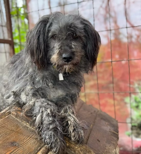 BUBBLE - Freundlicher Puli-Mix, rundum verträgllich