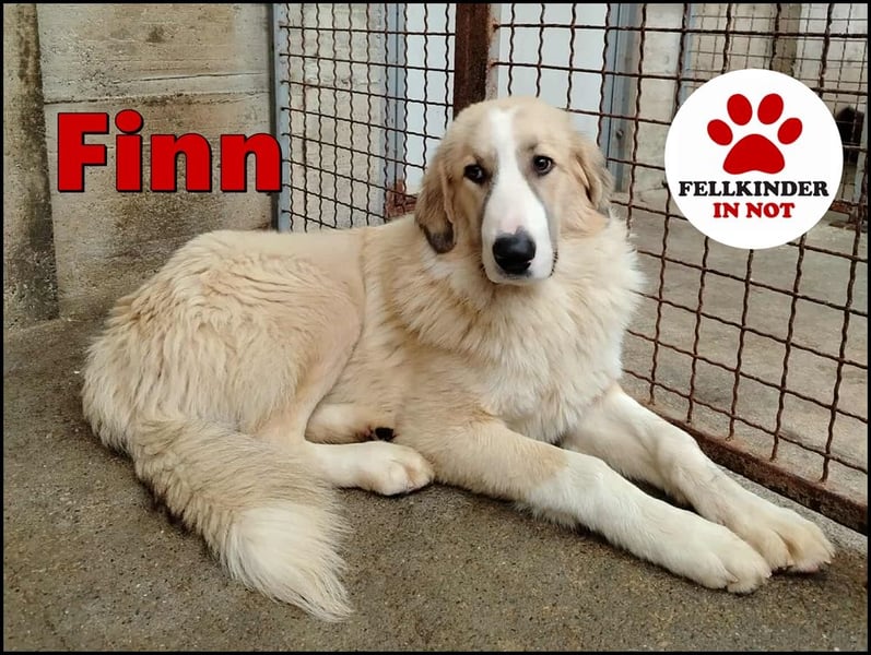 großer junger Pyrenäenberghund Mischlings-Rüde Finn sucht sein Zuhause