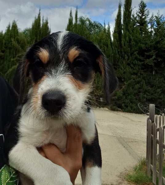 Ringo