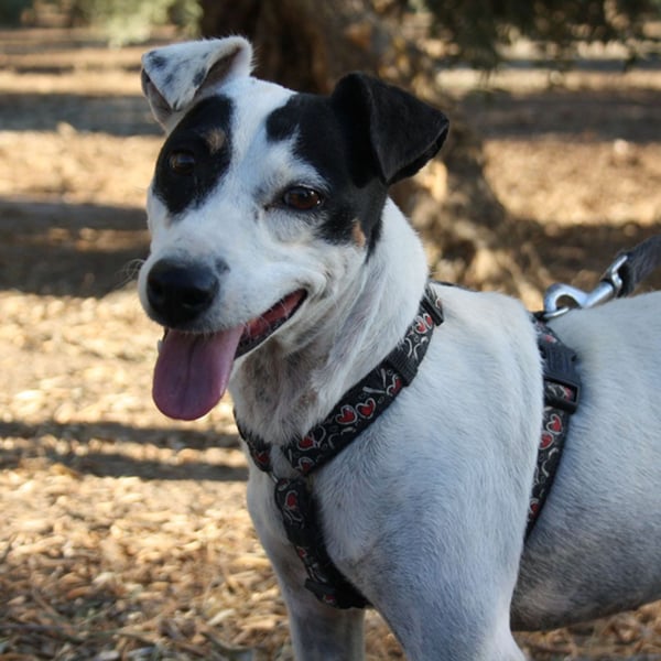 Volltreffer LAKI-steckt voller Energie, Lebensfreude mit gutem Gemüt sucht sehnsüchtig ihre Familie