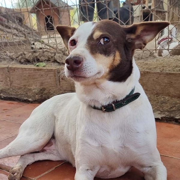 Süße CUQUI-anpassungsfähig, folgsam,hochmotiviert-wer bietet ihr ein liebevolles "Für-immer Zuhause"