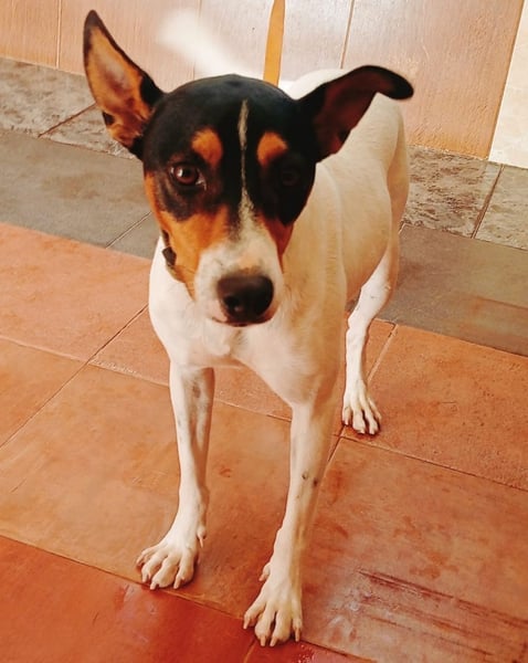 Enzo