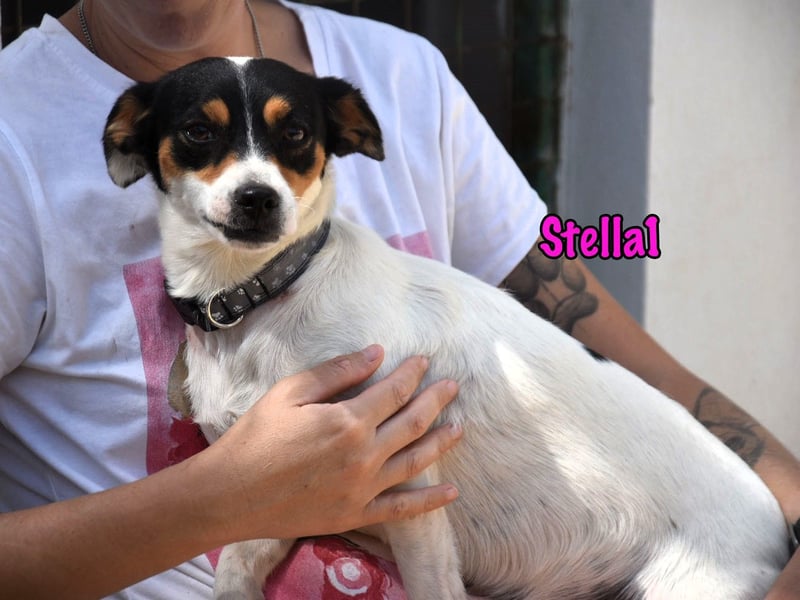 Stella1 geb. 01/2024 (ESP) - sehr liebe und verschmuste, süße Bodeguera!