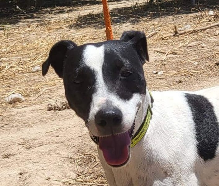 GOLFO-fröhlicher Menschenfreund sucht sein Für-immer-Zuhause